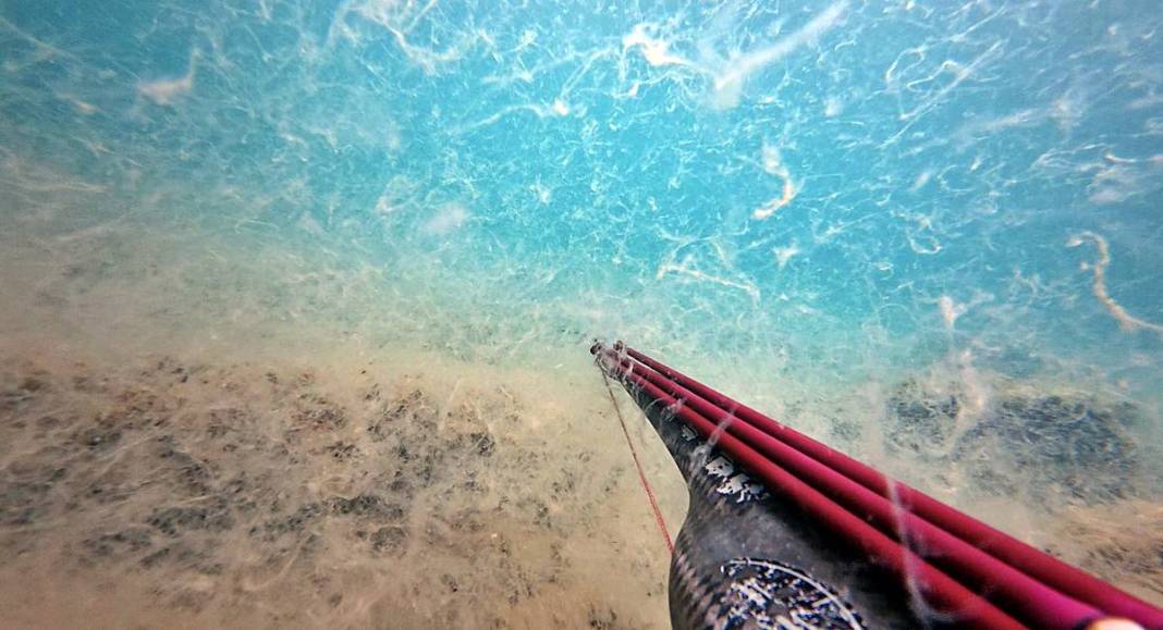 Müsilajla mücadele etmeleri için o bölgeye öbek öbek yerleştiriliyor! Bakanlık, sanayi, üniversite, TÜBİTAK işbirliği 5